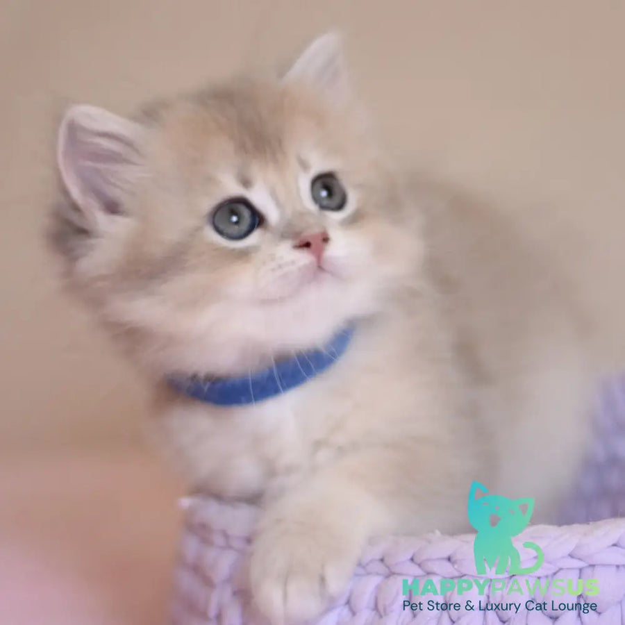 Yappy British Longhair male blue golden chinchilla - live animals