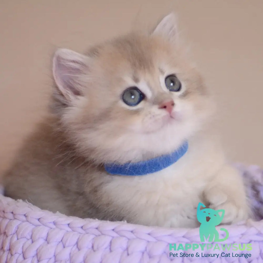 Yappy British Longhair male blue golden chinchilla - live animals
