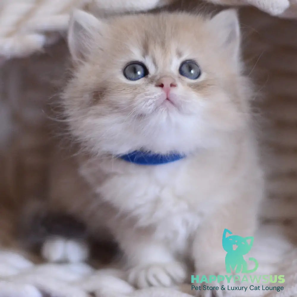 Yappy British Longhair male blue golden chinchilla - live animals