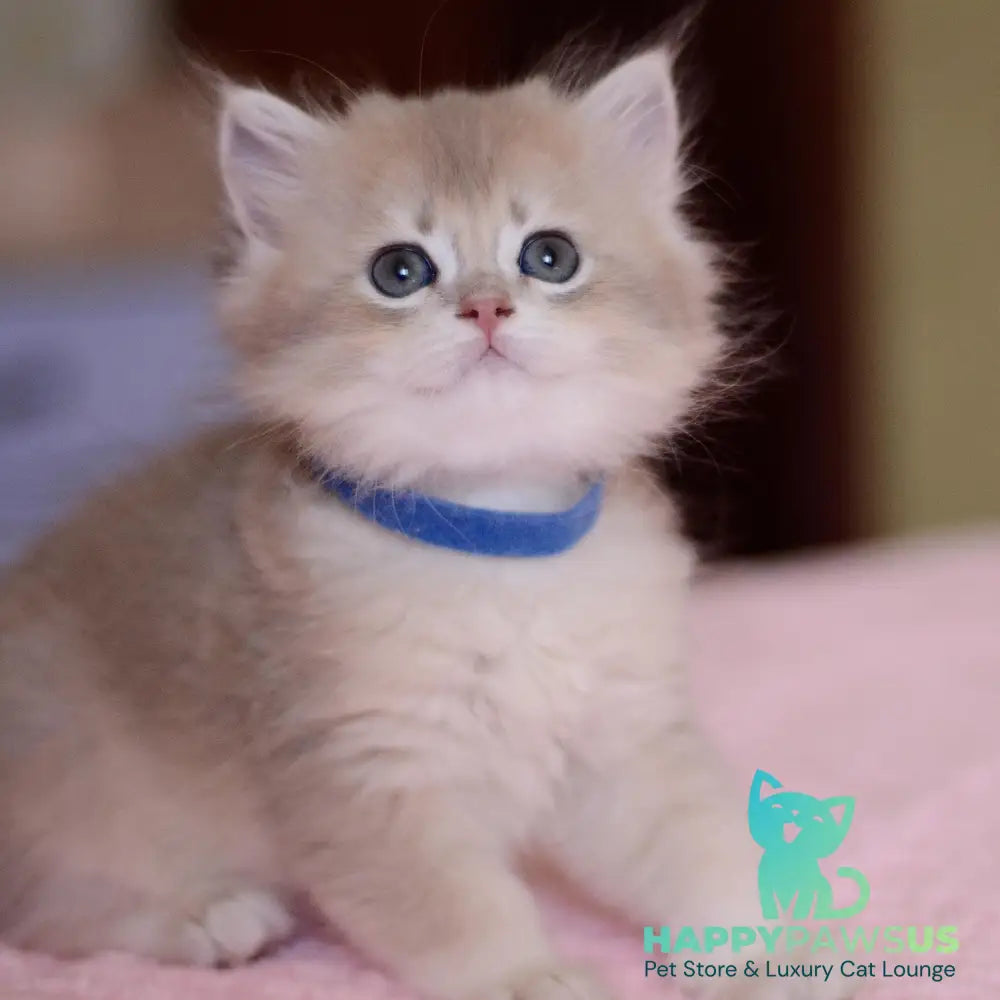 Yappy British Longhair male blue golden chinchilla - live animals