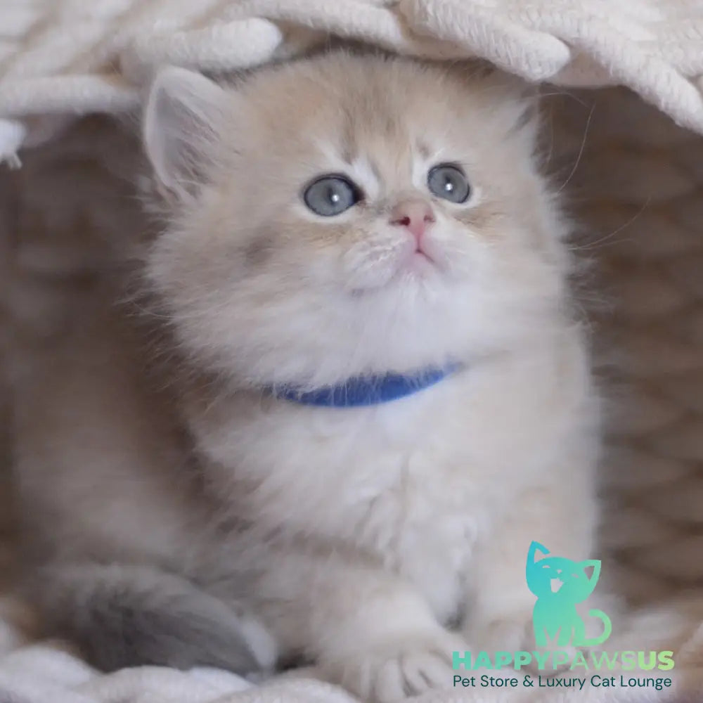 Yappy British Longhair male blue golden chinchilla - live animals