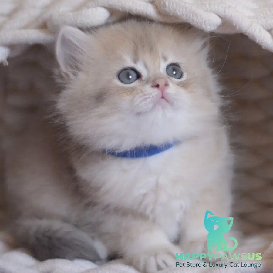 Yappy British Longhair male blue golden chinchilla - live animals