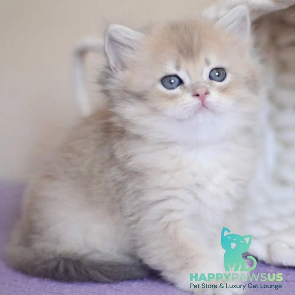 Yappy British Longhair male blue golden chinchilla - live animals