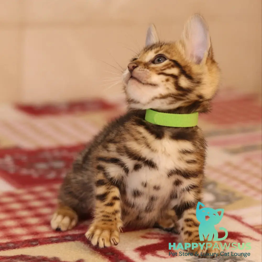 Yara Bengal female black spotted tabby - live animals