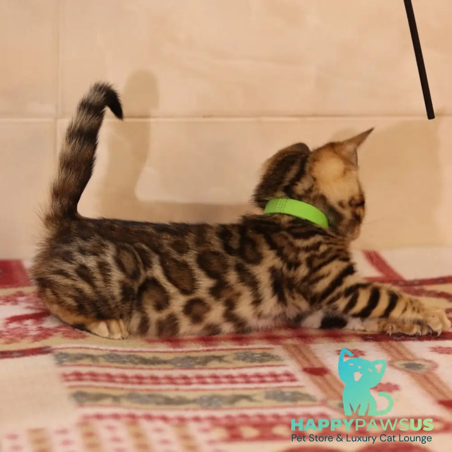 Yara Bengal female black spotted tabby - live animals