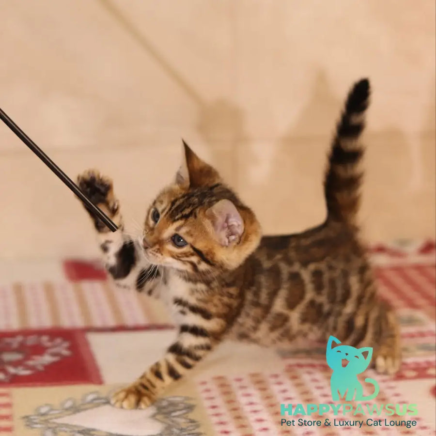 Yara Bengal female black spotted tabby - live animals