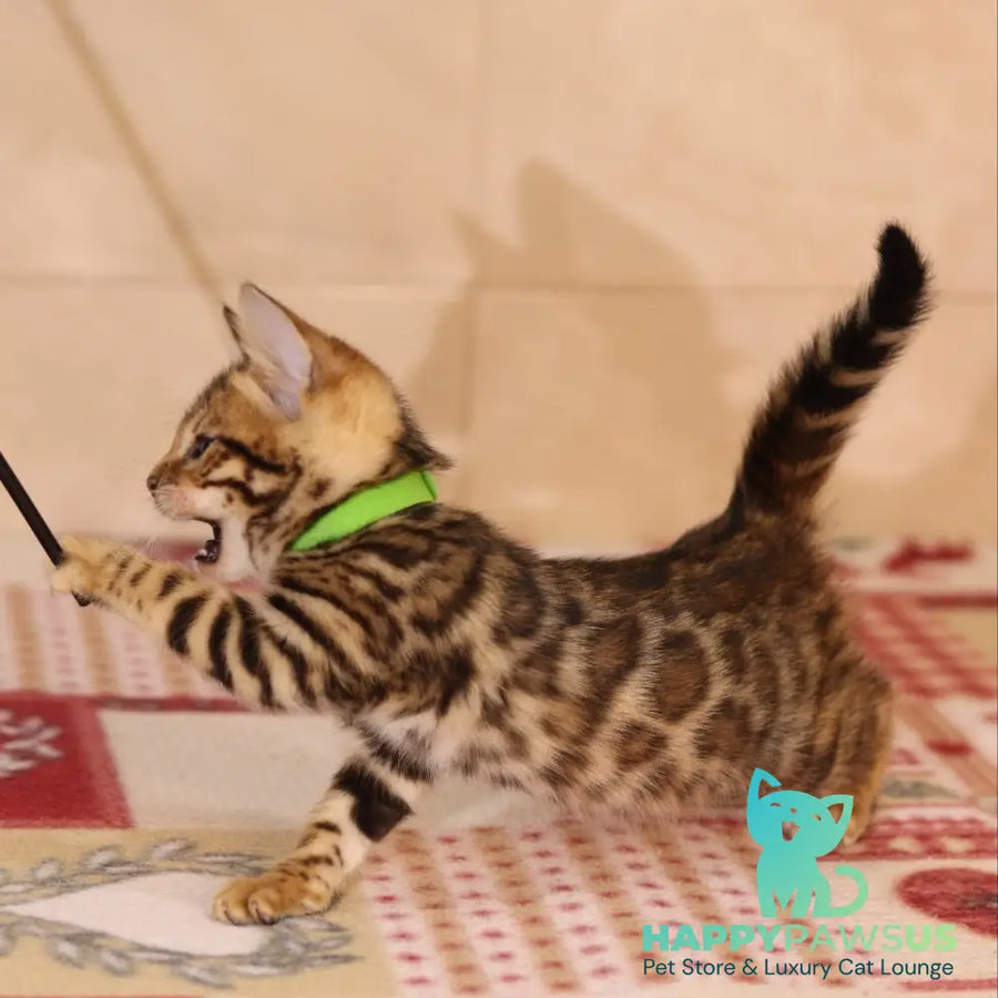 Yara Bengal female black spotted tabby - live animals