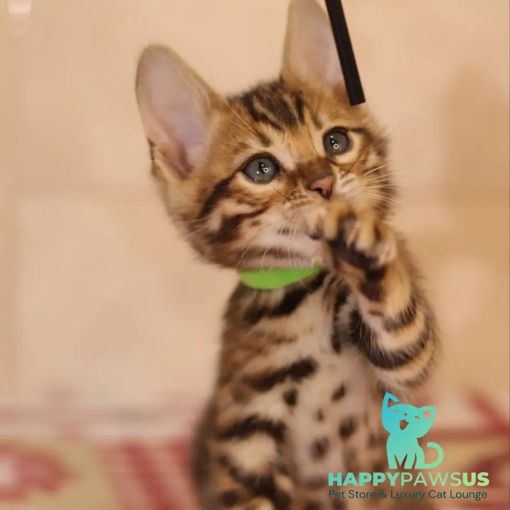 Yara Bengal female black spotted tabby - live animals
