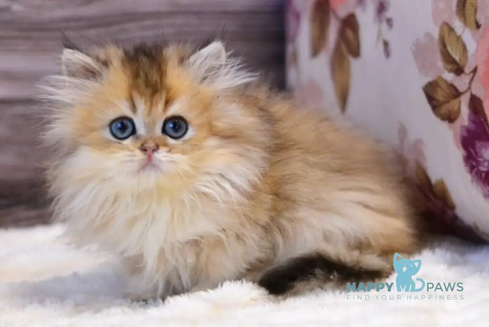 Yara British Longhair female black golden shaded live animals