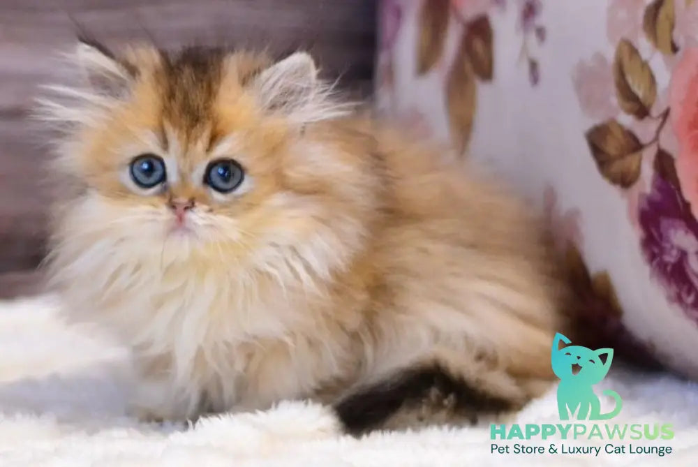 Yara British Longhair female black golden shaded live animals