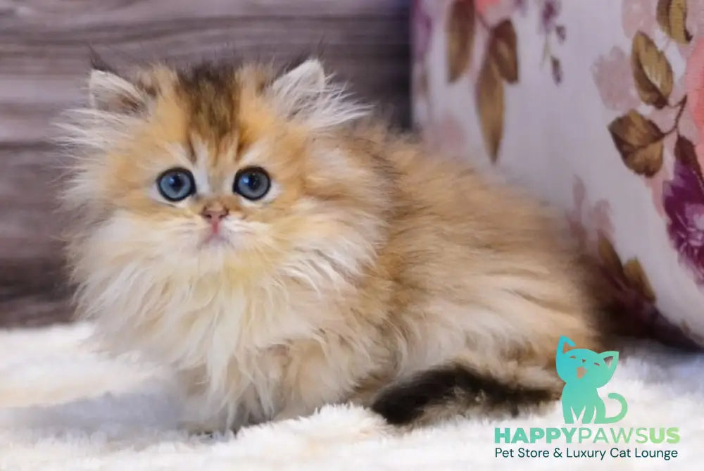 Yara British Longhair female black golden shaded live animals