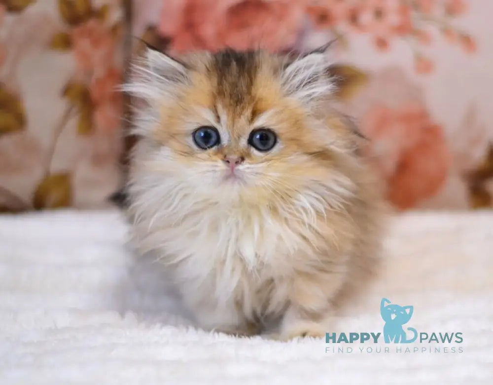 Yara British Longhair female black golden shaded live animals