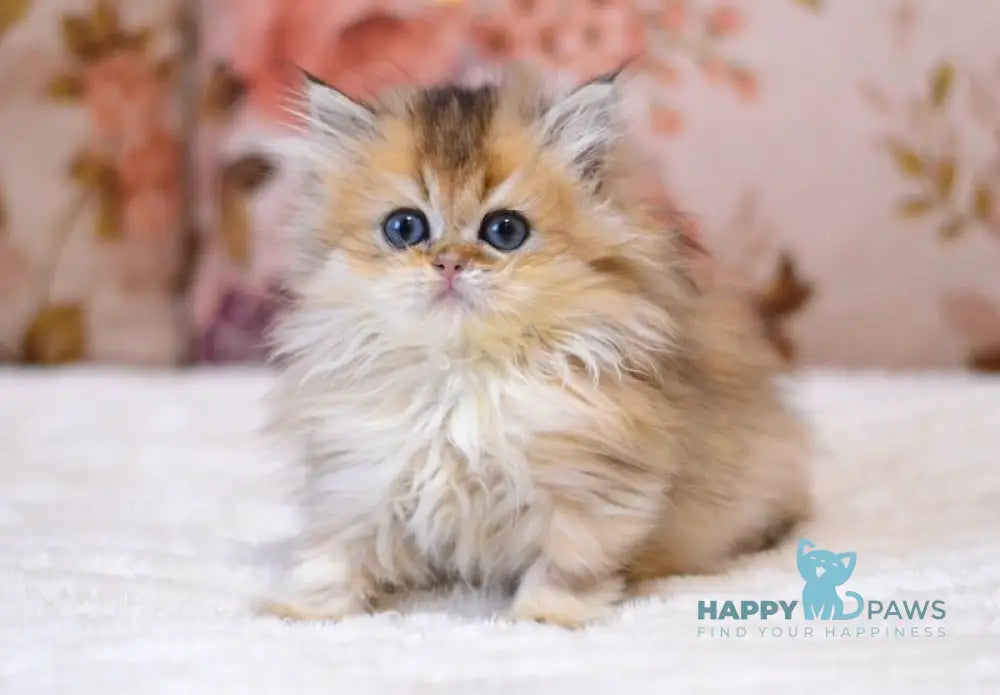 Yara British Longhair female black golden shaded live animals