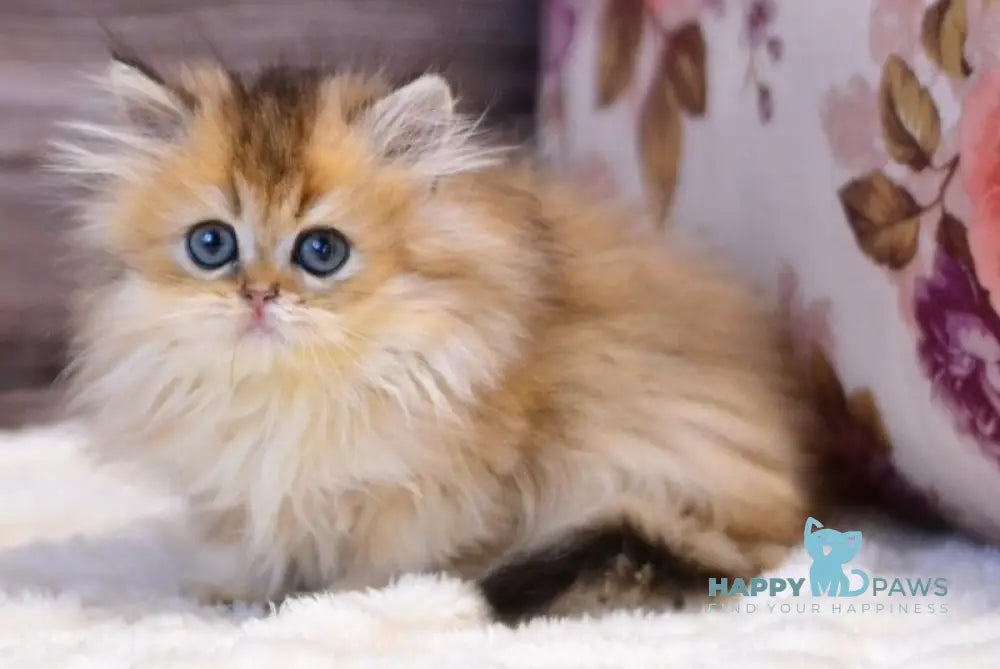 Yara British Longhair female black golden shaded live animals