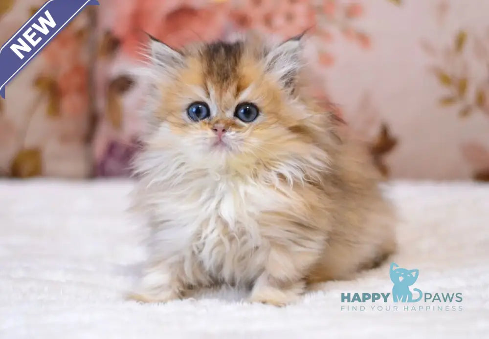 Yara British Longhair female black golden shaded live animals