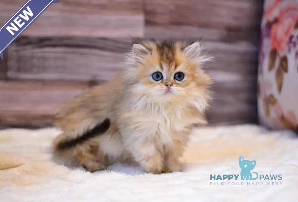 Yara British Longhair female black golden shaded live animals