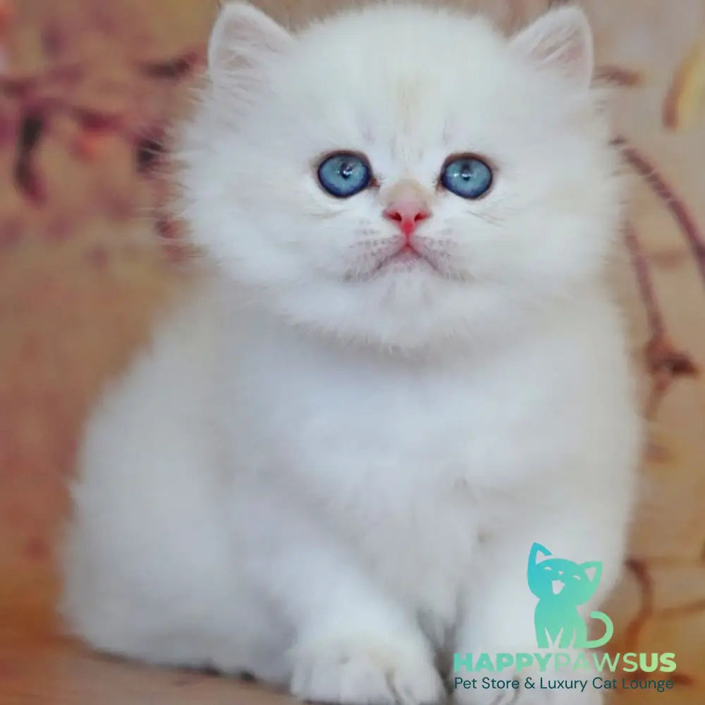 Yara British Longhair female black golden shaded pointed - live animals
