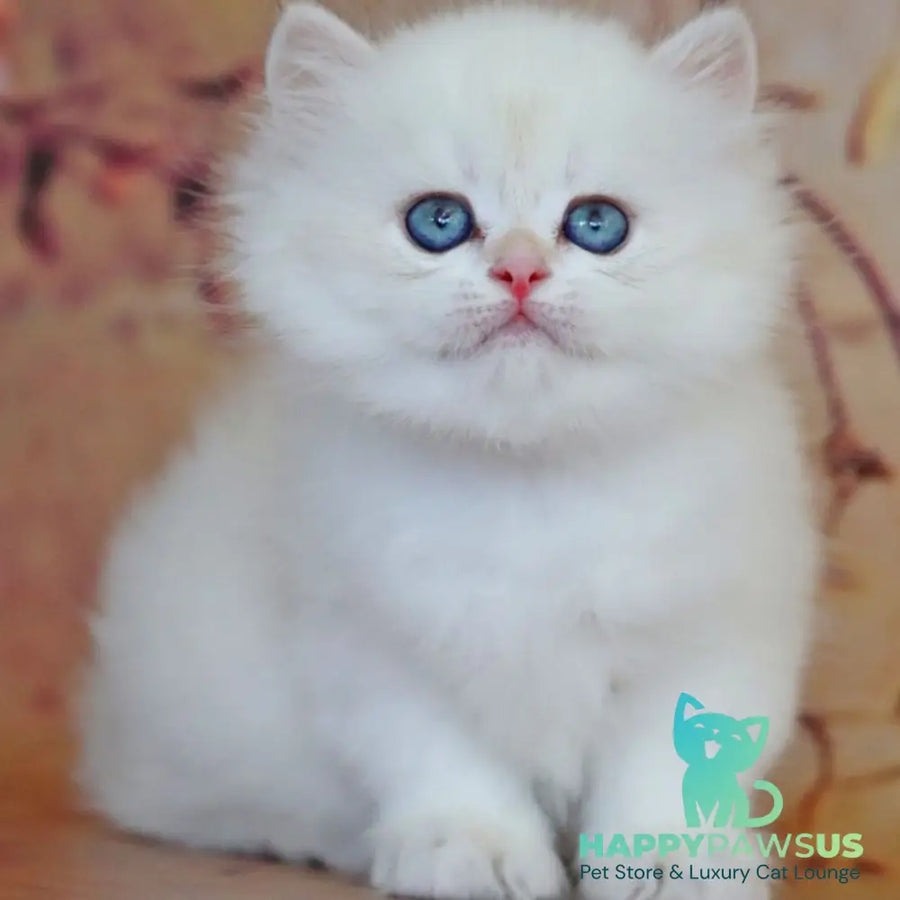 Yara British Longhair female black golden shaded pointed - live animals