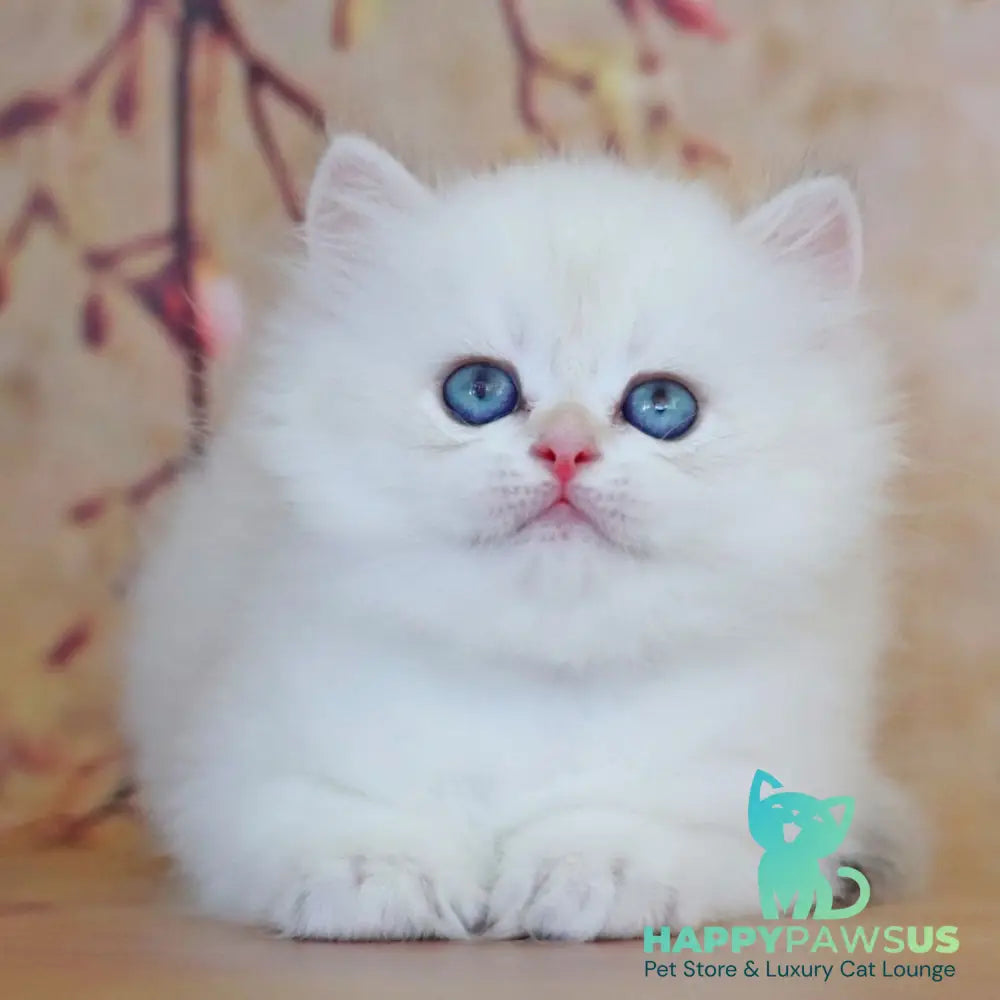 Yara British Longhair female black golden shaded pointed - live animals