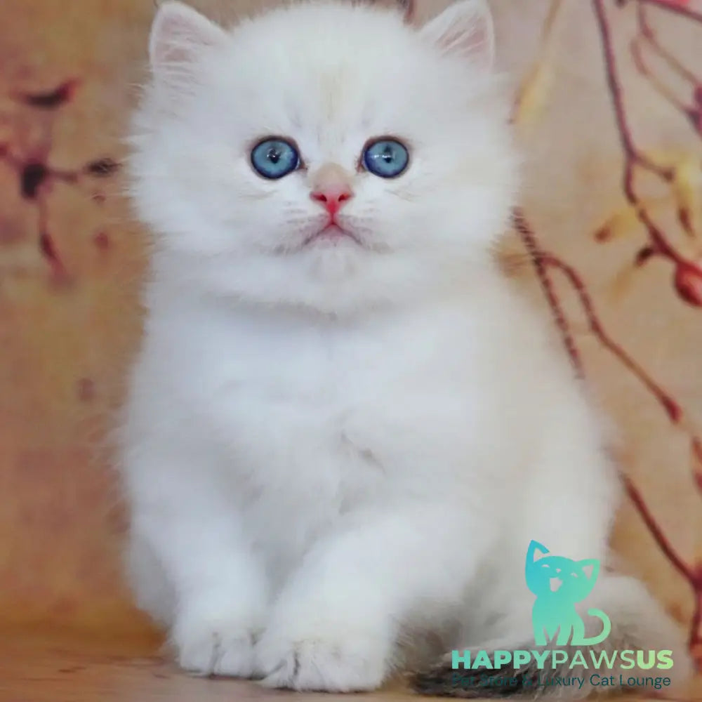 Yara British Longhair female black golden shaded pointed - live animals