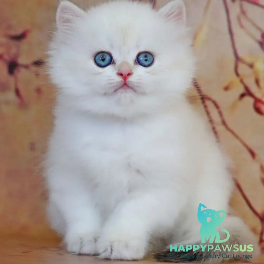 Yara British Longhair female black golden shaded pointed - live animals