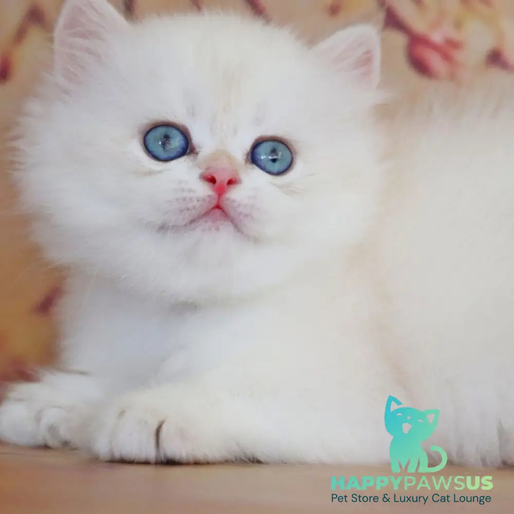 Yara British Longhair female black golden shaded pointed - live animals
