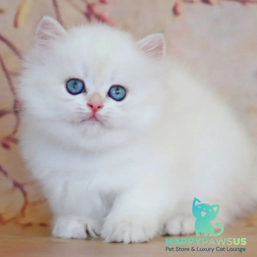 Yara British Longhair female black golden shaded pointed - live animals