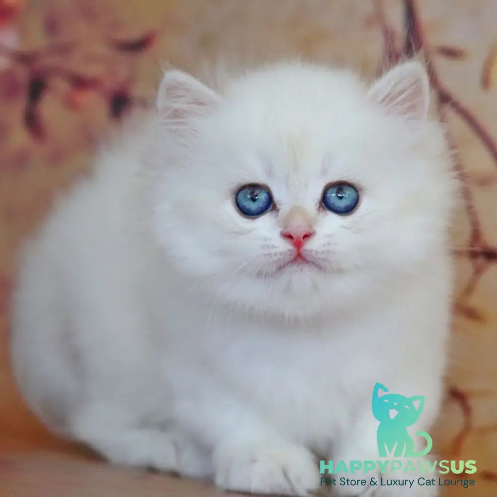 Yara British Longhair female black golden shaded pointed - live animals