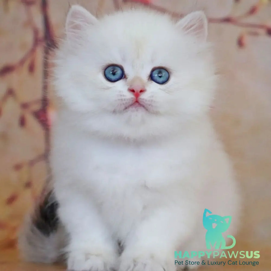 Yara British Longhair female black golden shaded pointed - live animals