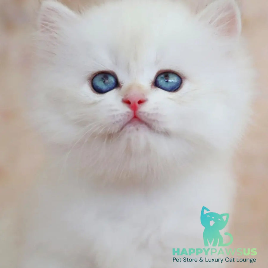 Yara British Longhair female black golden shaded pointed - live animals