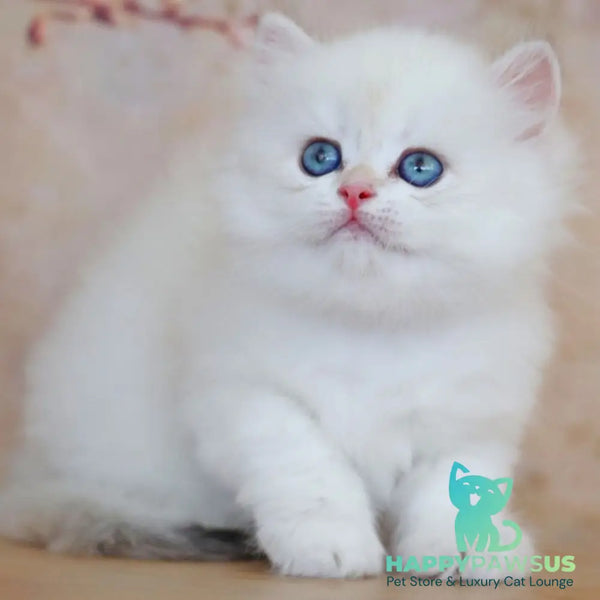 Yara British Longhair female black golden shaded pointed - live animals