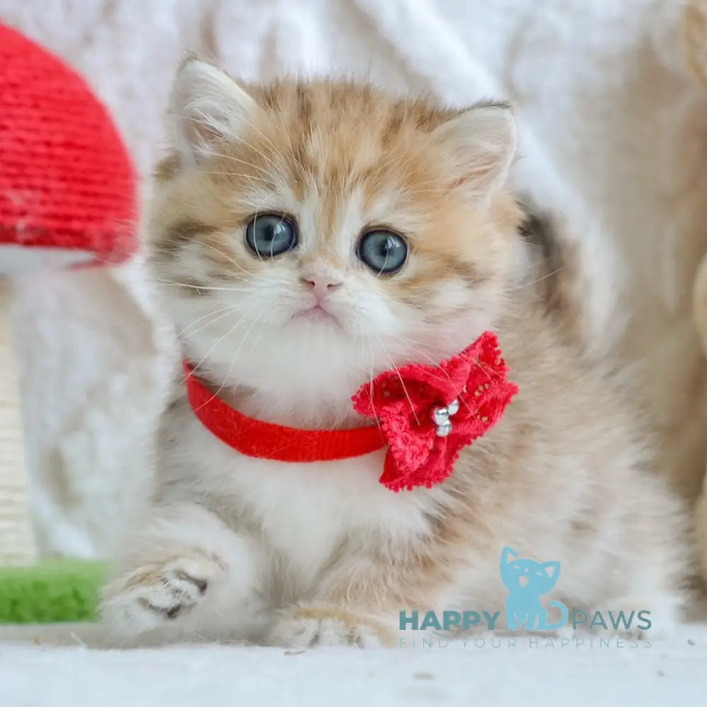 Yara British Shorthair female black golden spotted tabby live animals