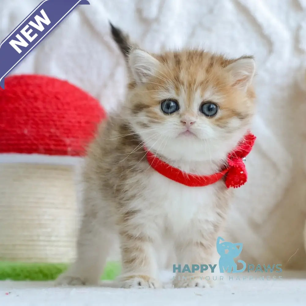 Yara British Shorthair female black golden spotted tabby live animals