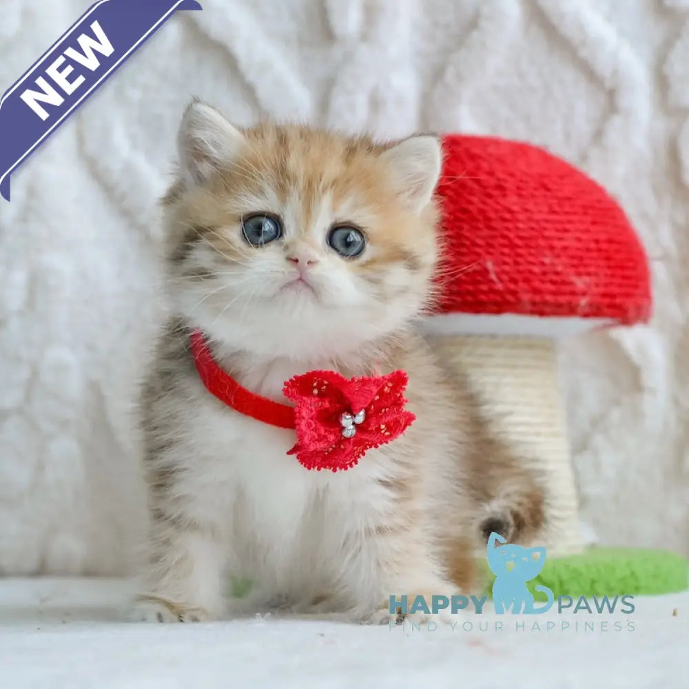 Yara British Shorthair female black golden spotted tabby live animals