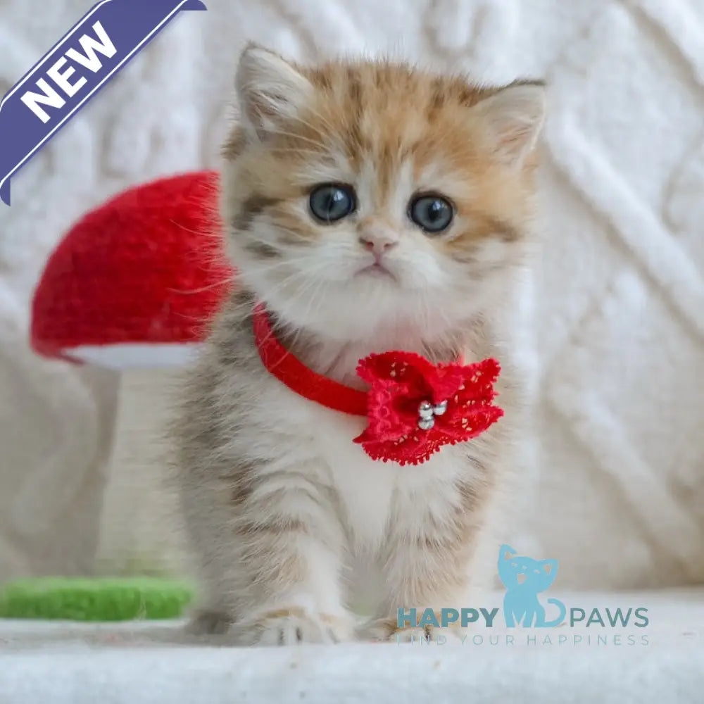 Yara British Shorthair female black golden spotted tabby live animals