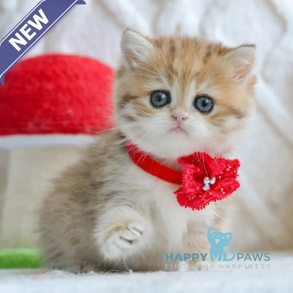 Yara British Shorthair female black golden spotted tabby live animals