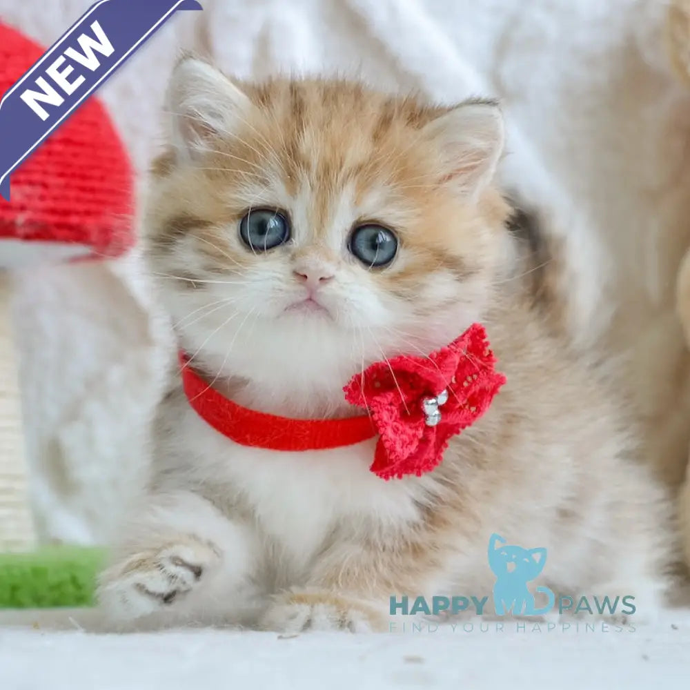 Yara British Shorthair female black golden spotted tabby live animals