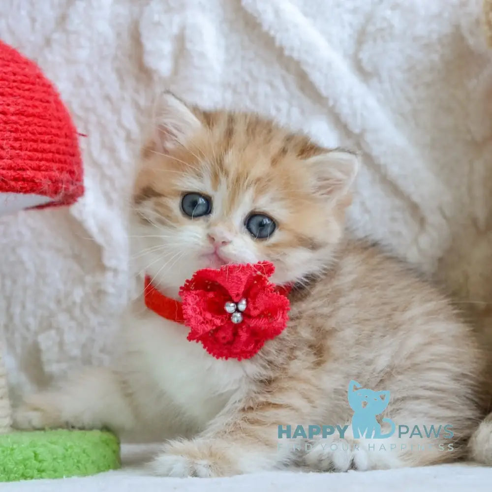 Yara British Shorthair female black golden spotted tabby live animals