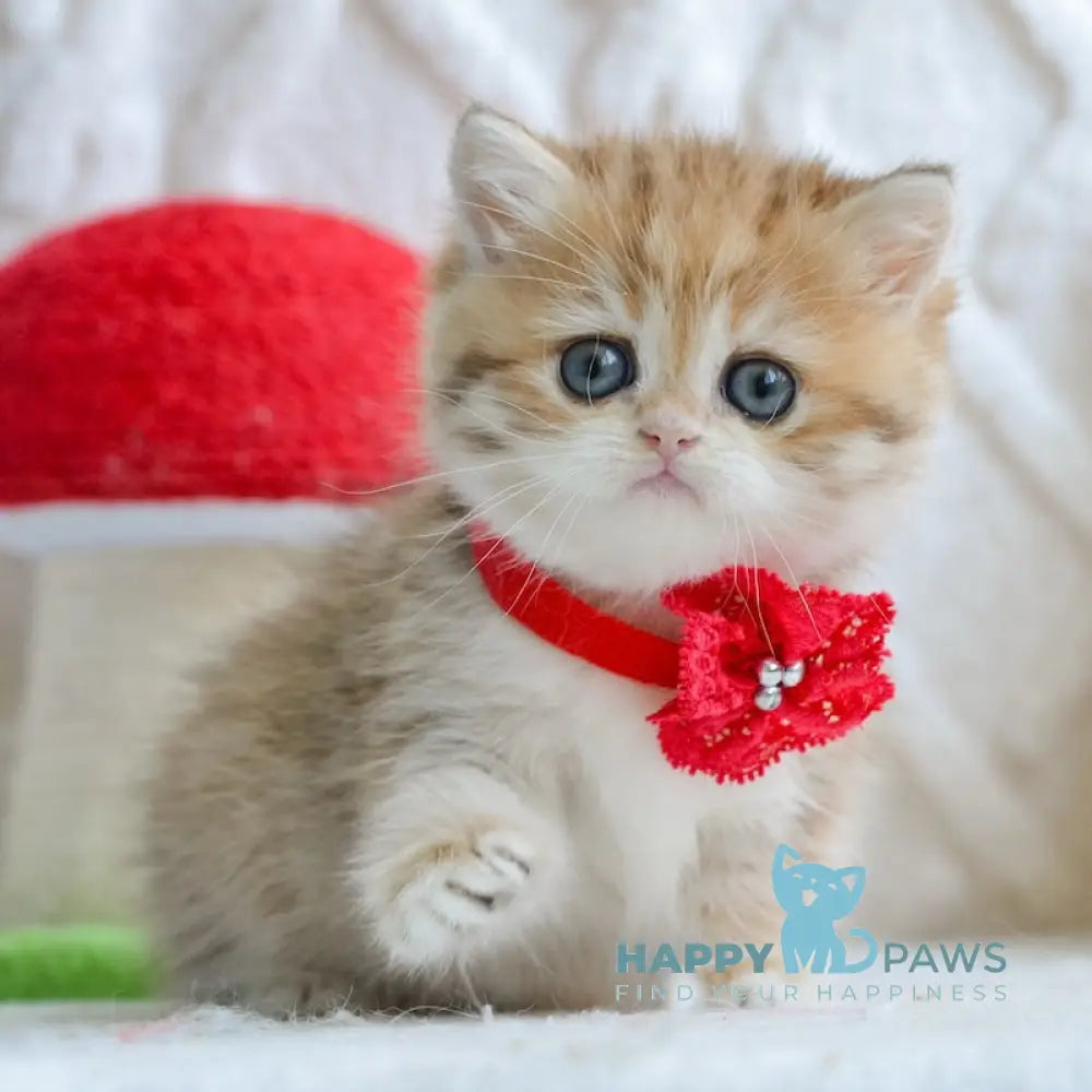 Yara British Shorthair female black golden spotted tabby live animals