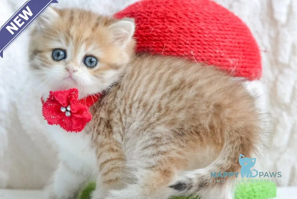 Yara British Shorthair female black golden spotted tabby live animals
