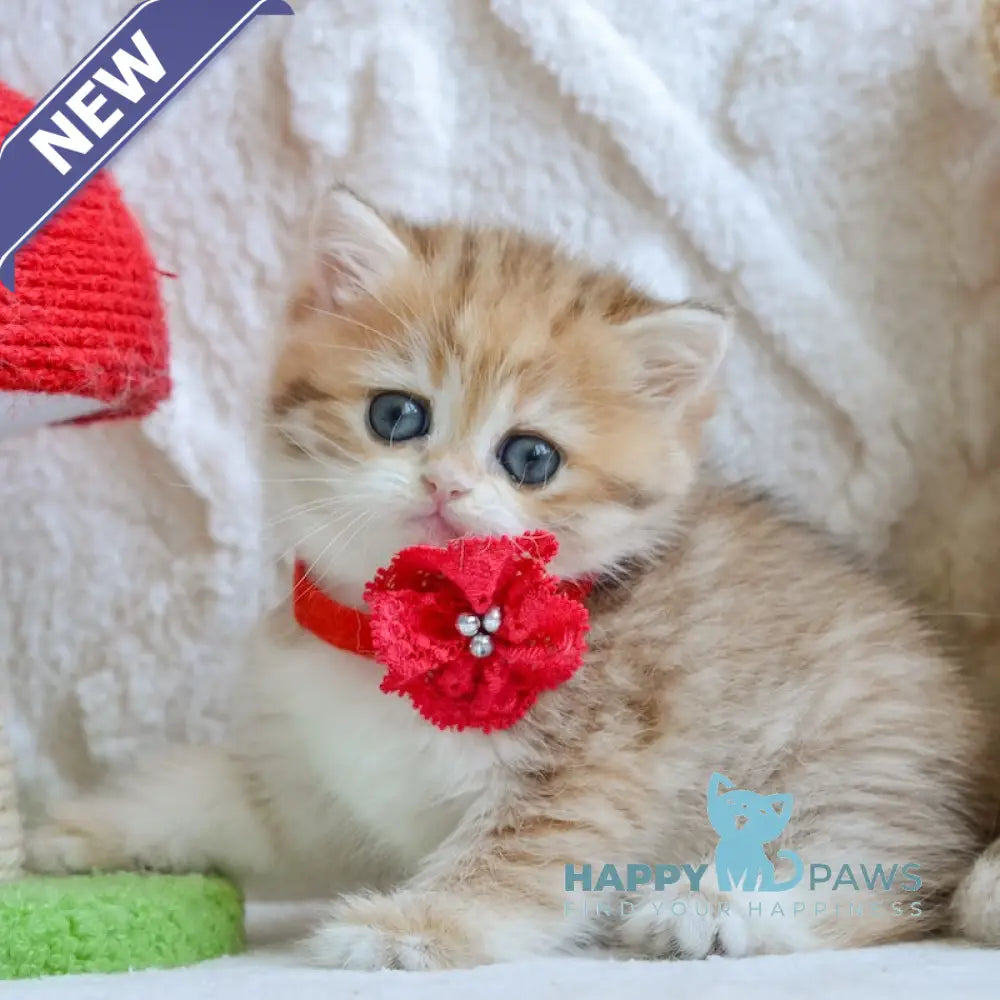 Yara British Shorthair female black golden spotted tabby live animals