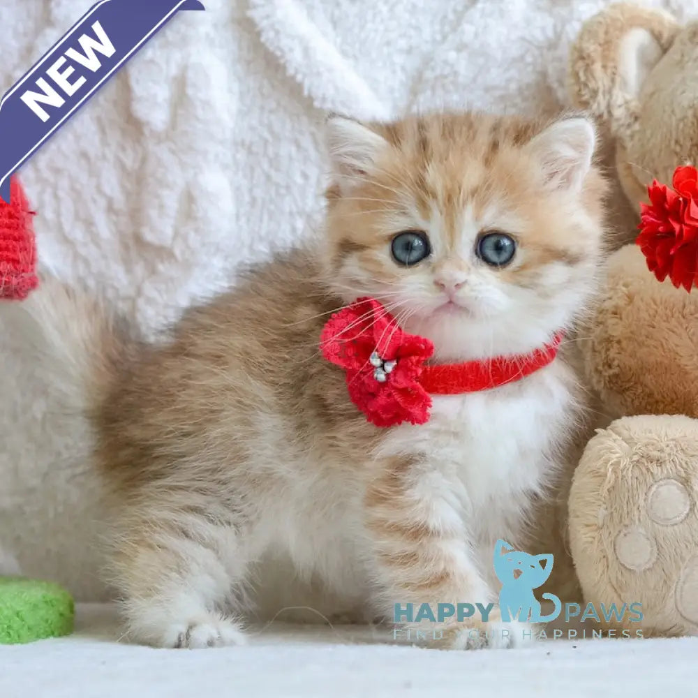 Yara British Shorthair female black golden spotted tabby live animals