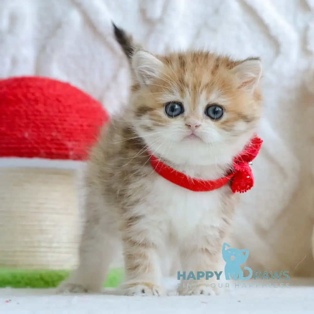 Yara British Shorthair female black golden spotted tabby live animals