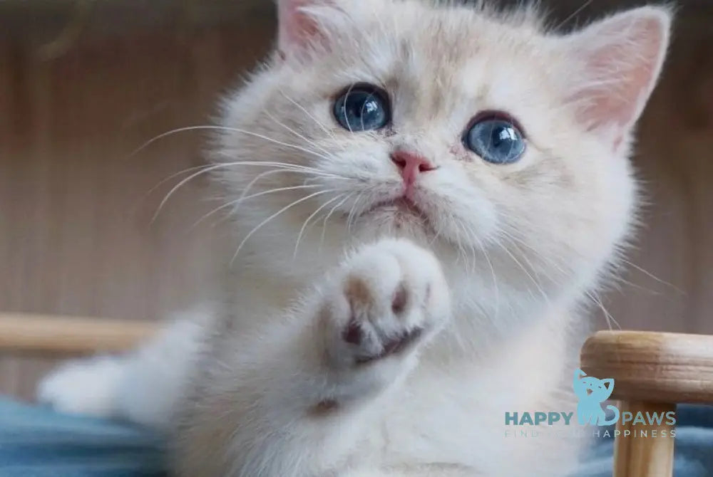 Yara British Shorthair female blue golden chinchilla live animals