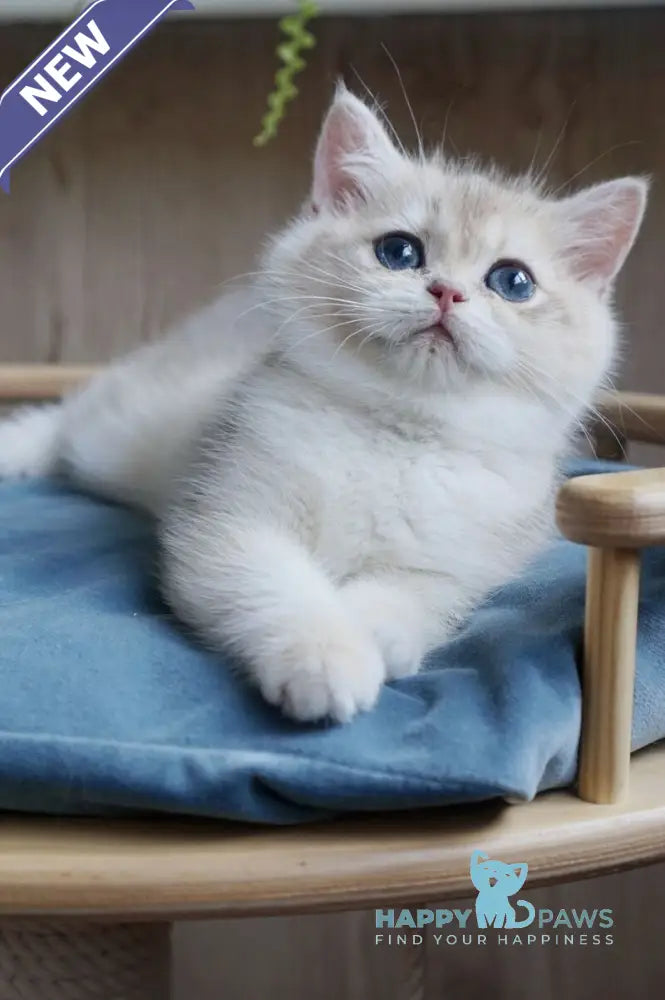 Yara British Shorthair female blue golden chinchilla live animals