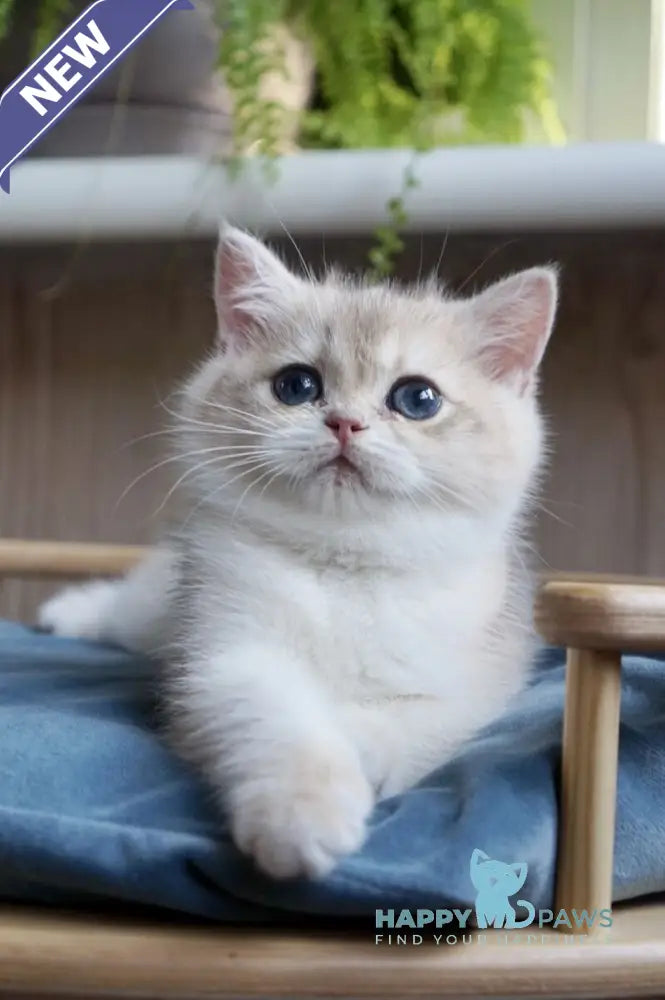 Yara British Shorthair female blue golden chinchilla live animals