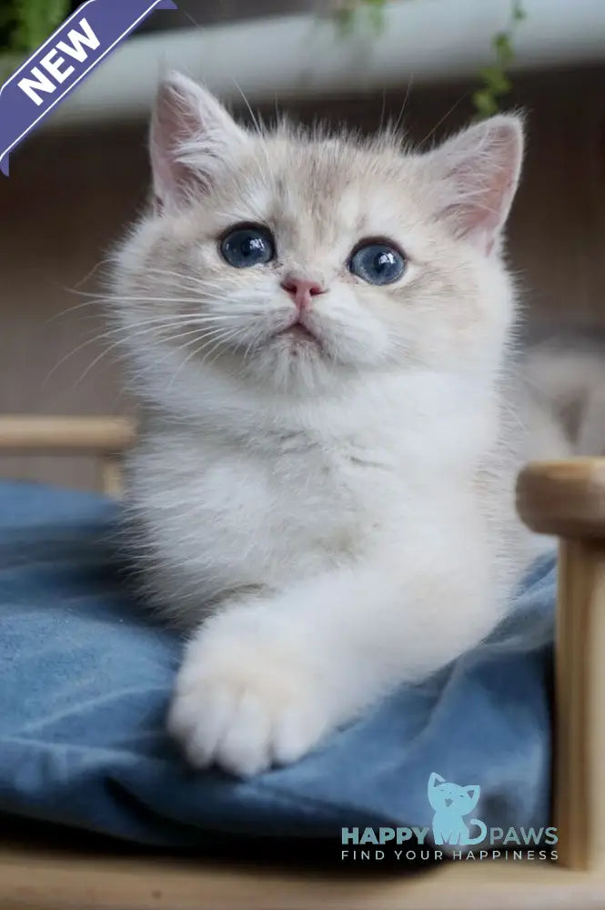 Yara British Shorthair female blue golden chinchilla live animals