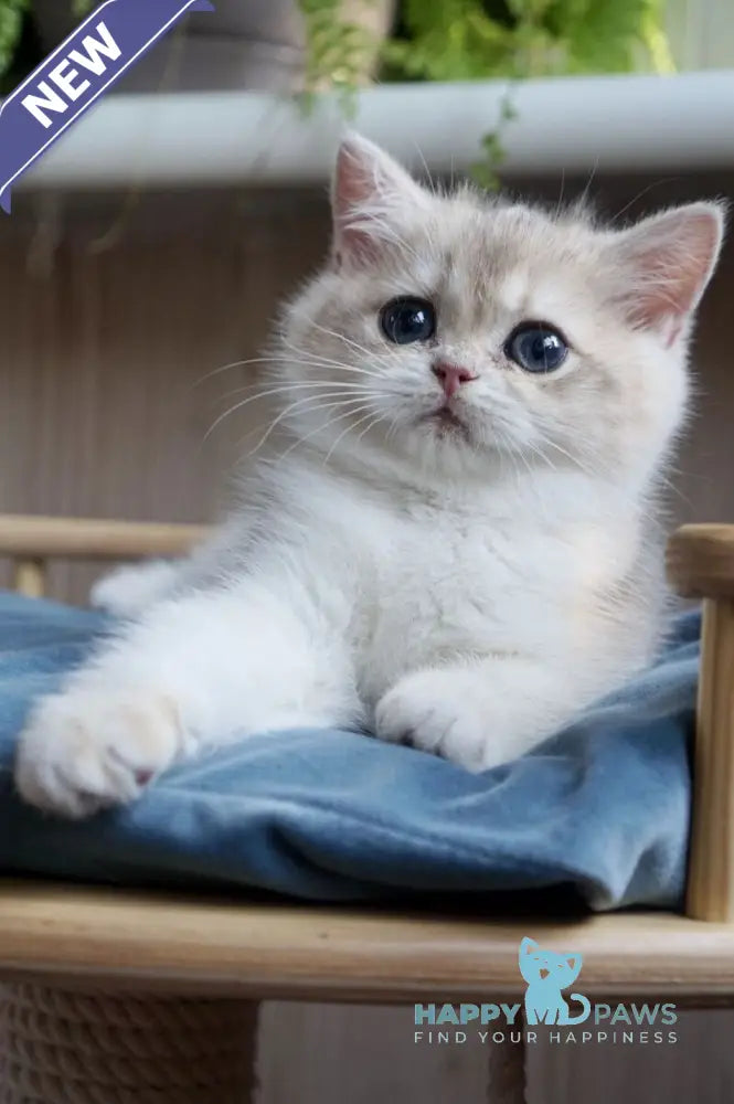 Yara British Shorthair female blue golden chinchilla live animals