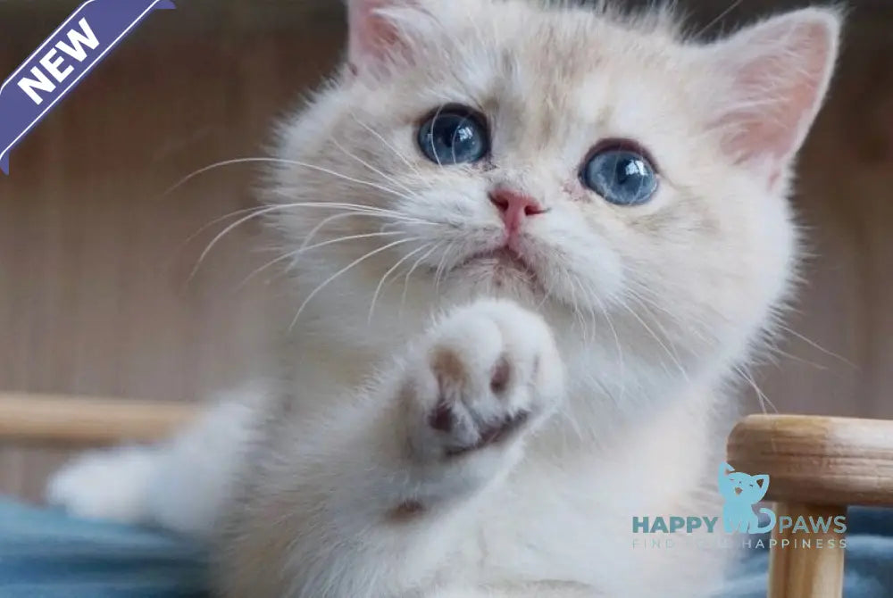 Yara British Shorthair female blue golden chinchilla live animals