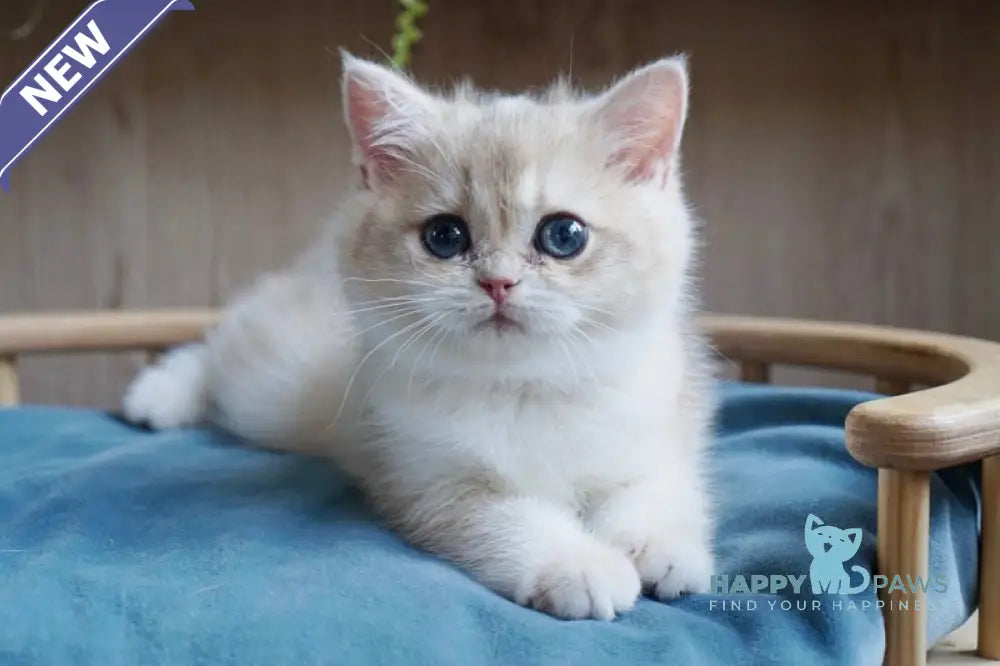 Yara British Shorthair female blue golden chinchilla live animals